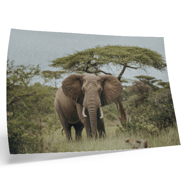 Poster kunstdruck Ein Elefant vor dem Hintergrund einer grünen Savanne