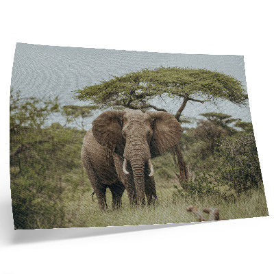 Poster kunstdruck Ein Elefant vor dem Hintergrund einer grünen Savanne