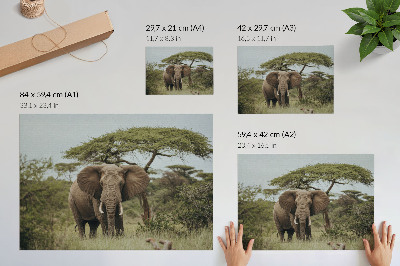 Poster kunstdruck Ein Elefant vor dem Hintergrund einer grünen Savanne