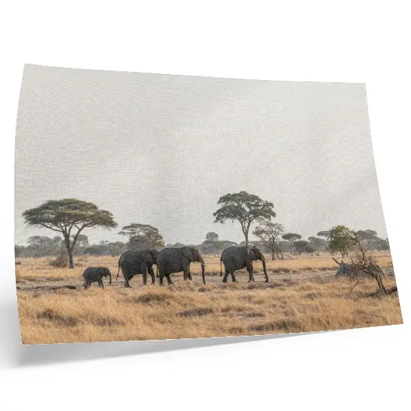 Kunstdruck Elefanten in der afrikanischen Savanne zwischen den Bäumen