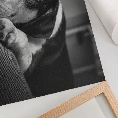 Poster entzückender Hund schläft auf einem Kissen