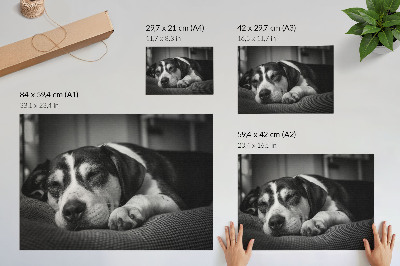 Poster Ein entzückender Hund schläft auf einem Kissen.