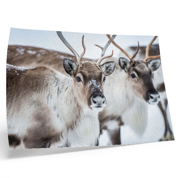 Poster kunstdruck Rentiere mit natürlichem Geweih – Harmonie in der Winterlandschaft