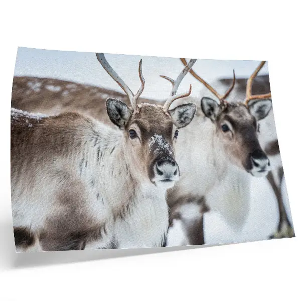 Poster Kunstdruck Rentiere mit natürlichem Geweih in einer harmonischen Winterlandschaft