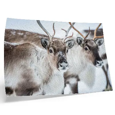 Poster Kunstdruck Rentiere mit natürlichem Geweih in einer harmonischen Winterlandschaft