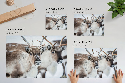 Poster kunstdruck Rentiere mit natürlichem Geweih – Harmonie in der Winterlandschaft