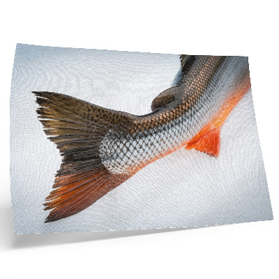 Kunstdruck poster Natürliche Schuppen und dynamische Farben in Nahaufnahme