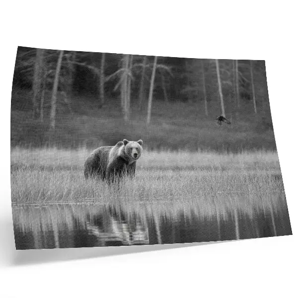Bär am Wasser Kunstdruck in Schwarz-Weiß-Atmosphäre