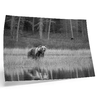 Bär am Wasser Kunstdruck in Schwarz-Weiß-Atmosphäre
