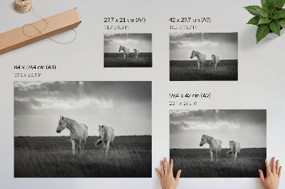 Kunstdruck poster Weiße Pferde vor einer Wiese in Grautönen