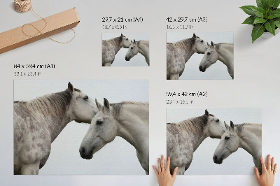 Poster kunstdruck Zwei Pferde in harmonischem Grau und Weiß