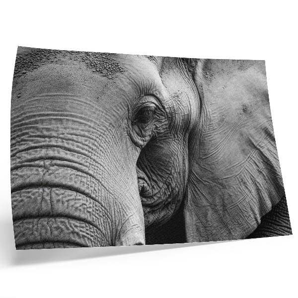 Poster kunstdruck Monochrome Elefantendetails Minimalismus Eleganz