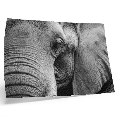 Poster kunstdruck Monochrome Elefantendetails Minimalismus Eleganz