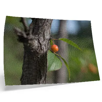 Kunstdruck Poster orangefarbene Früchte mit grünen Blättern und brauner Rinde