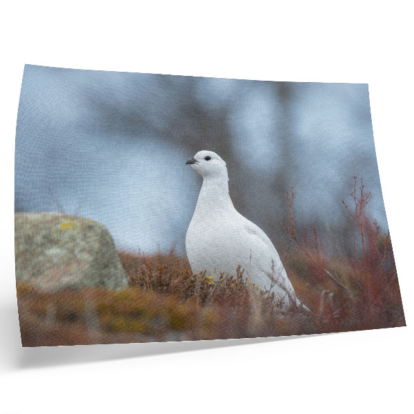 Poster kunstdruck Ein weißer Vogel in winterlicher Umgebung