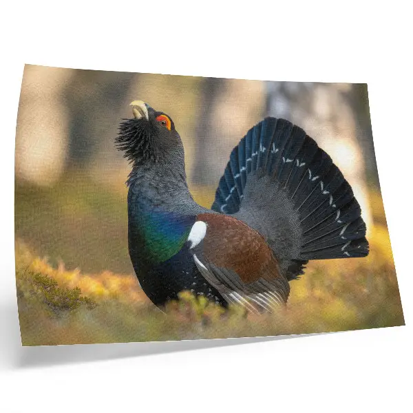 Kunstdruck Poster wunderschöner Vogel im Wald mit ausgebreitetem Schwanz, farbig