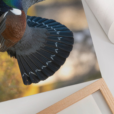 Kunstdruck poster Wunderschöner Vogel im Wald, mit ausgebreitetem Schwanz, Farbe