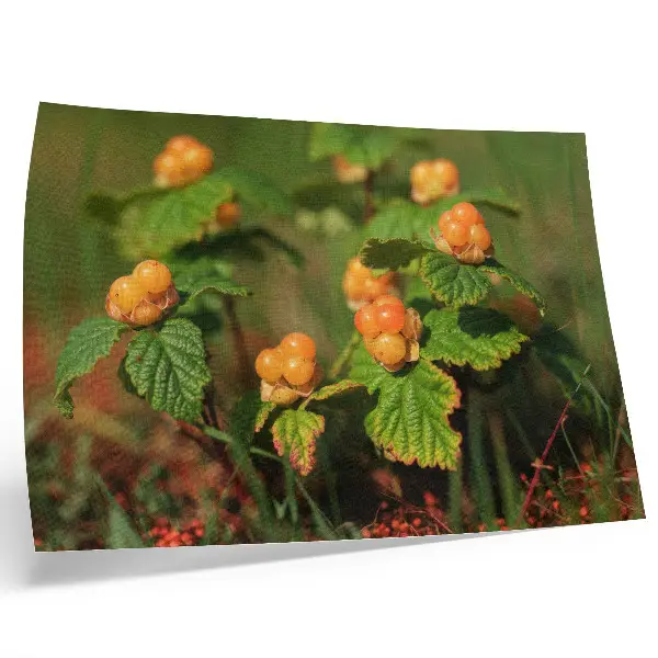 Poster mit grünen Blättern und orangen Früchten für einen natürlichen Charme