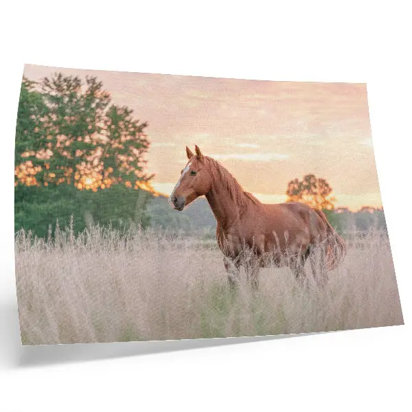 Kunstdruck als Poster Pferd auf der Wiese am Morgen in Pastellfarben für eine entspannte Atmosphäre