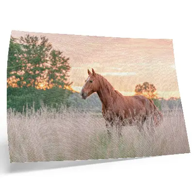 Kunstdruck als Poster Pferd auf der Wiese am Morgen in Pastellfarben für eine entspannte Atmosphäre