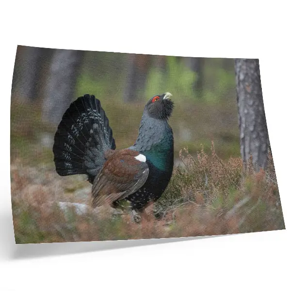Kunstdruck Poster mit Waldmotiv in friedlicher Natur mit Vogelfarben