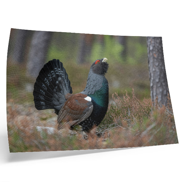 Poster kunstdruck Vogelfarben, Wald, Natur, friedliche Atmosphäre
