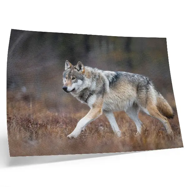 Poster Wolf in Bewegung in einer wilden Naturlandschaft