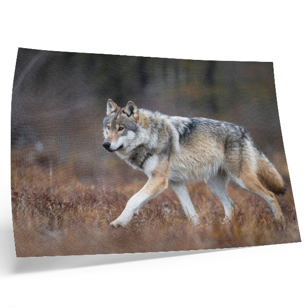 Poster Wolf in Bewegung, wilde Landschaft, Natur
