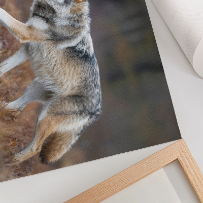 Poster Wolf in Bewegung, wilde Landschaft, Natur