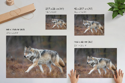 Poster Wolf in Bewegung, wilde Landschaft, Natur