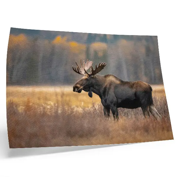 Poster Elch in einer herbstlichen Naturlandschaft voller Harmonie