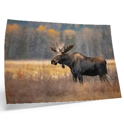 Poster Elch in einer herbstlichen Naturlandschaft voller Harmonie