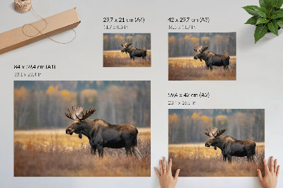 Poster Elch, Herbstlandschaft, Harmonie, Wildnis, Natur