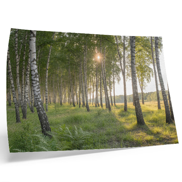 Poster Birkenwald, Sonnenstrahlen, Symmetrie, Grün