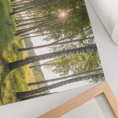 Poster Birkenwald mit Sonnenstrahlen in symmetrischer grüner Optik
