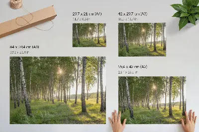Poster Birkenwald mit Sonnenstrahlen in symmetrischer grüner Optik