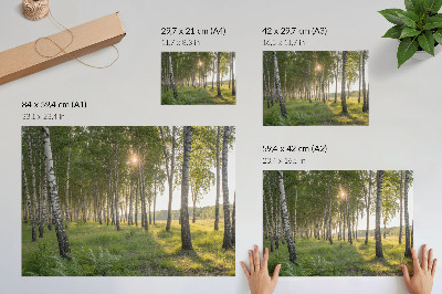 Poster Birkenwald, Sonnenstrahlen, Symmetrie, Grün