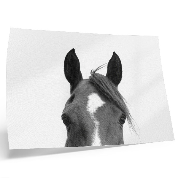 Poster kunstdruck Schwarz-Weiß-Fotografie von Pferdeeleganz