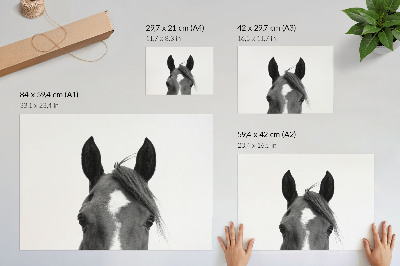 Poster kunstdruck Schwarz-Weiß-Fotografie von Pferdeeleganz