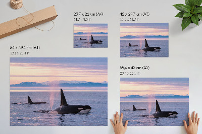 Kunstdruck poster Schwertwale vor einer pastellfarbenen Meereslandschaft