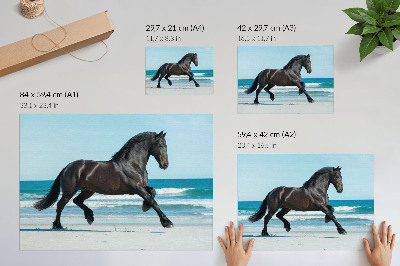 Poster kunstdruck Galoppierendes Pferd, Küste, blauer Himmel