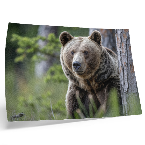 Kunstdruck poster Ein Bär im Wald voller natürlichem Charme