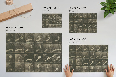 Poster Tierische Fortbewegung, Tafel 535 (1887) von Eadweard Muybridge