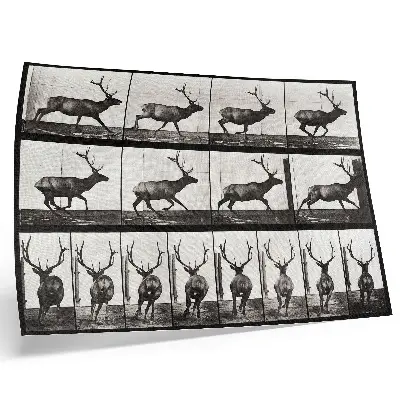 Kunstdruck Poster Tierische Fortbewegung, Tafel Nr. 695 aus dem Jahr 1887, Fotografie von Eadweard Muybridge