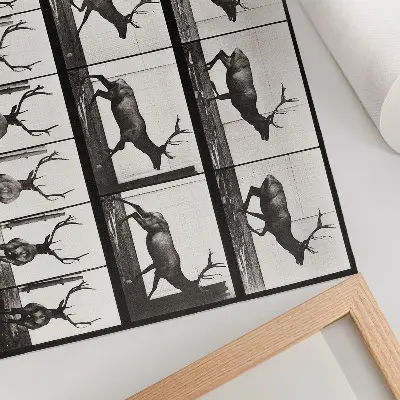 Kunstdruck Poster Tierische Fortbewegung, Tafel Nr. 695 aus dem Jahr 1887, Fotografie von Eadweard Muybridge