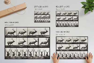 Poster kunstdruck Tierische Fortbewegung, Tafel Nr. 695 (1887), Fotografie von Eadweard Muybridge