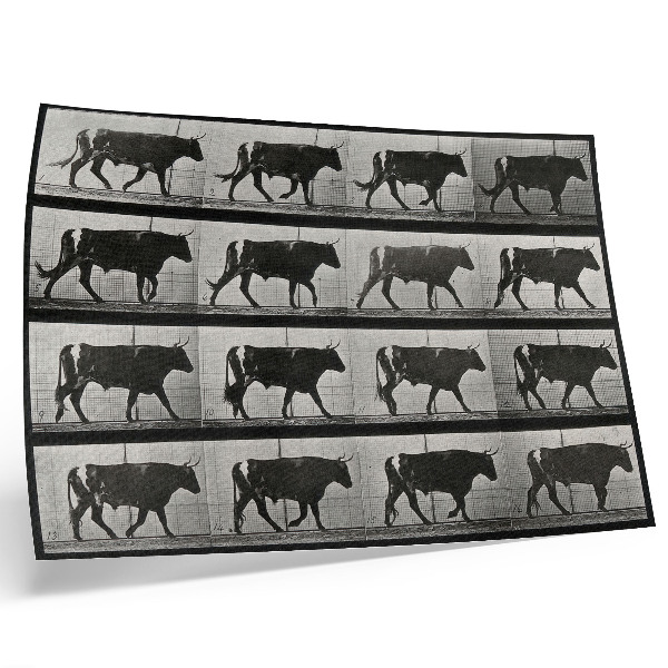 Kunstdruck poster Ein marschierender Stier. Fototyp nach Eadweard Muybridge, 1887