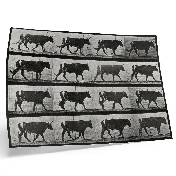 Kunstdruck Poster ein marschierender Stier nach Eadweard Muybridge aus dem Jahr 1887