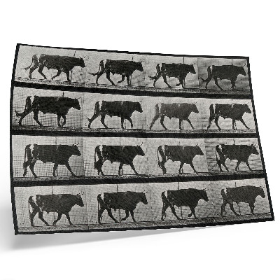 Kunstdruck poster Ein marschierender Stier. Fototyp nach Eadweard Muybridge, 1887