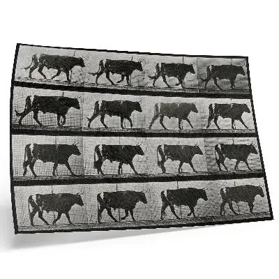 Kunstdruck Poster ein marschierender Stier nach Eadweard Muybridge aus dem Jahr 1887